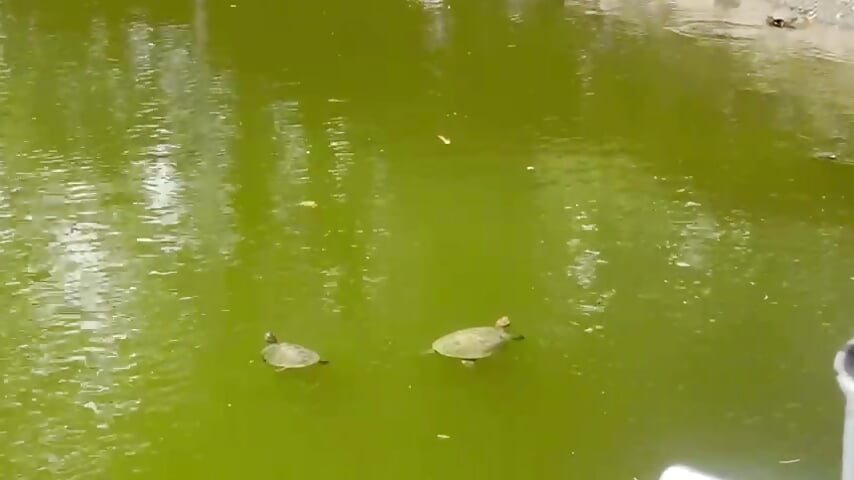 💚💚🍀🍀 - video by antonelaswete02 cam model