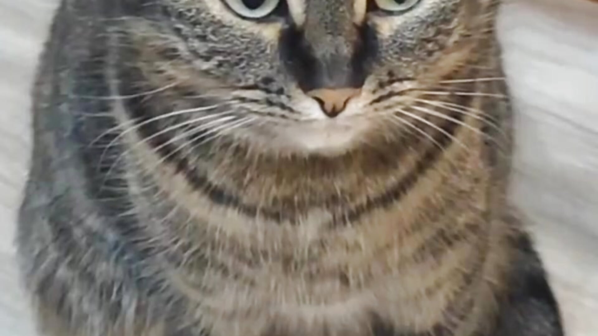 Splyushka caught Zen😻 - فيديو من VandaRossi موديل الكام