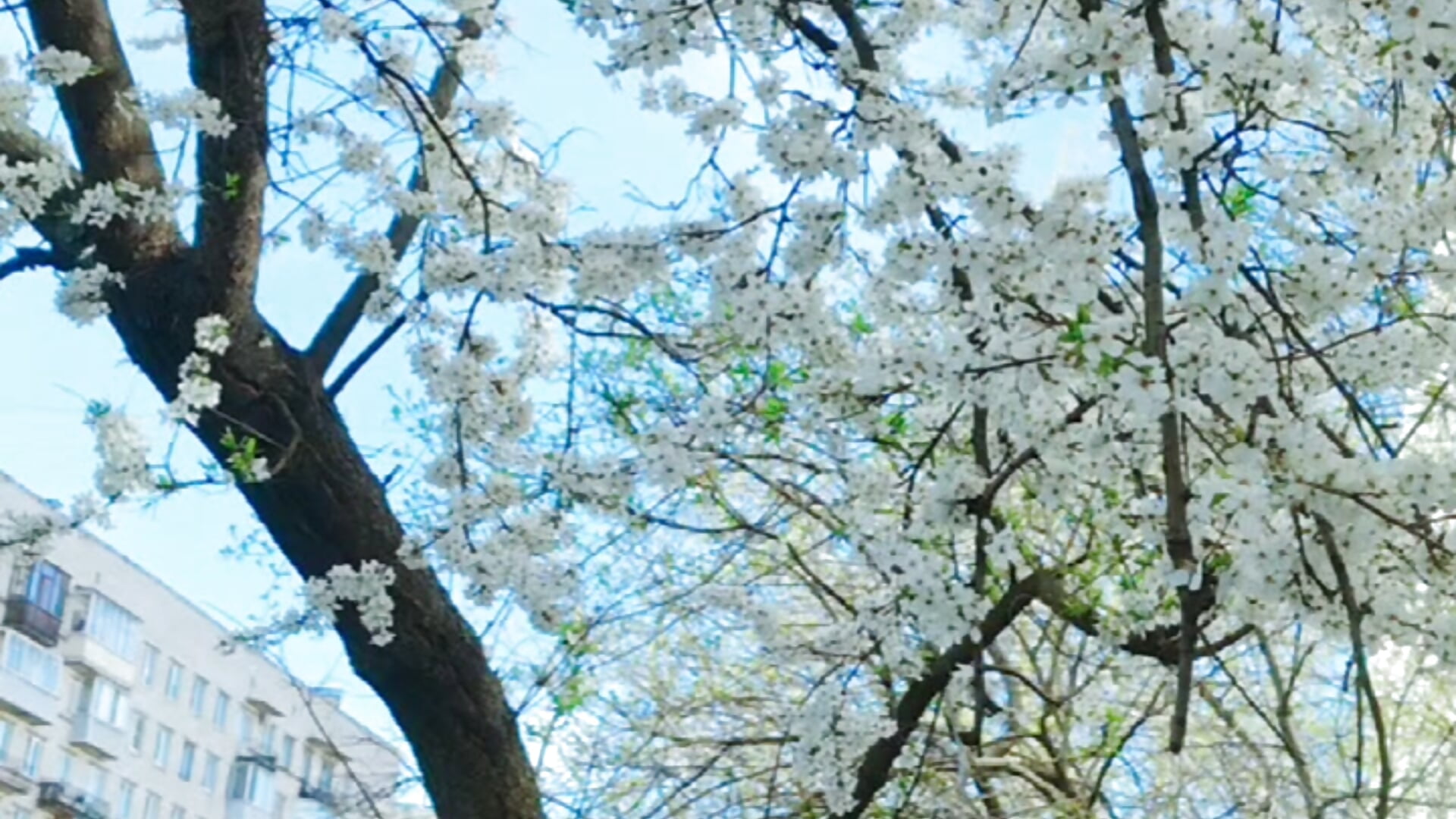 Me and the blooming Plum (yellow plum) April, 2025 - video av TherestlessKitty cam-modell