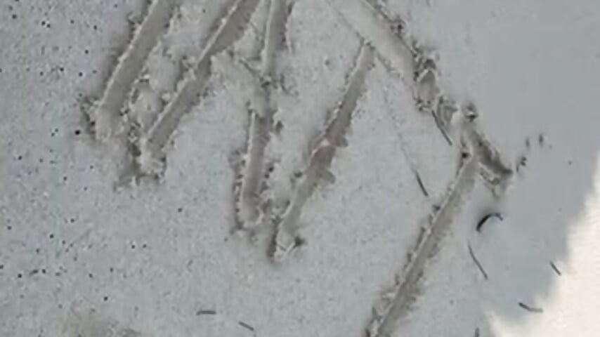 My king forever, happy birthday– Alice_milf_ kameramodell videója