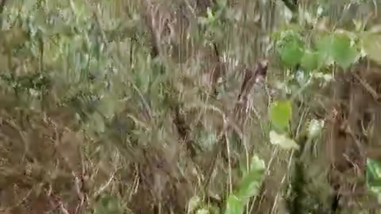 I dedicate this beautiful landscape to you - video by Chanelll_Taylorr_ cam model