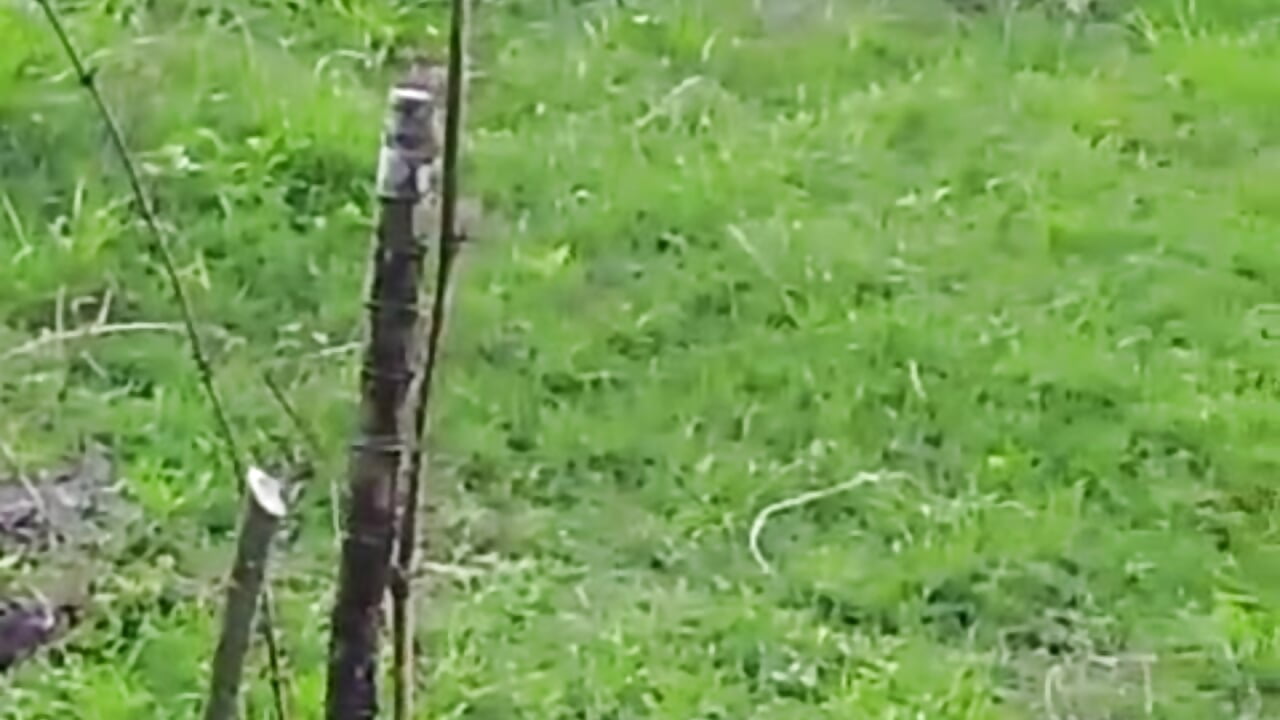 Raising hens and chicks — filmik Chanelll_Taylorr_, modela(-lki) na kamerkach