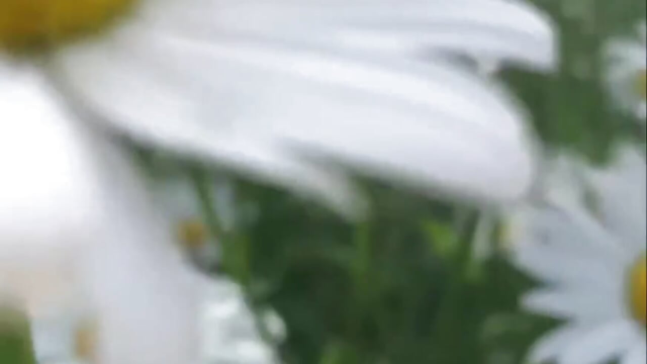 Today in Russia we celebrate the day of family, love and loyalty, I send you rays of love💕 - video by Eva_Natsumi cam model