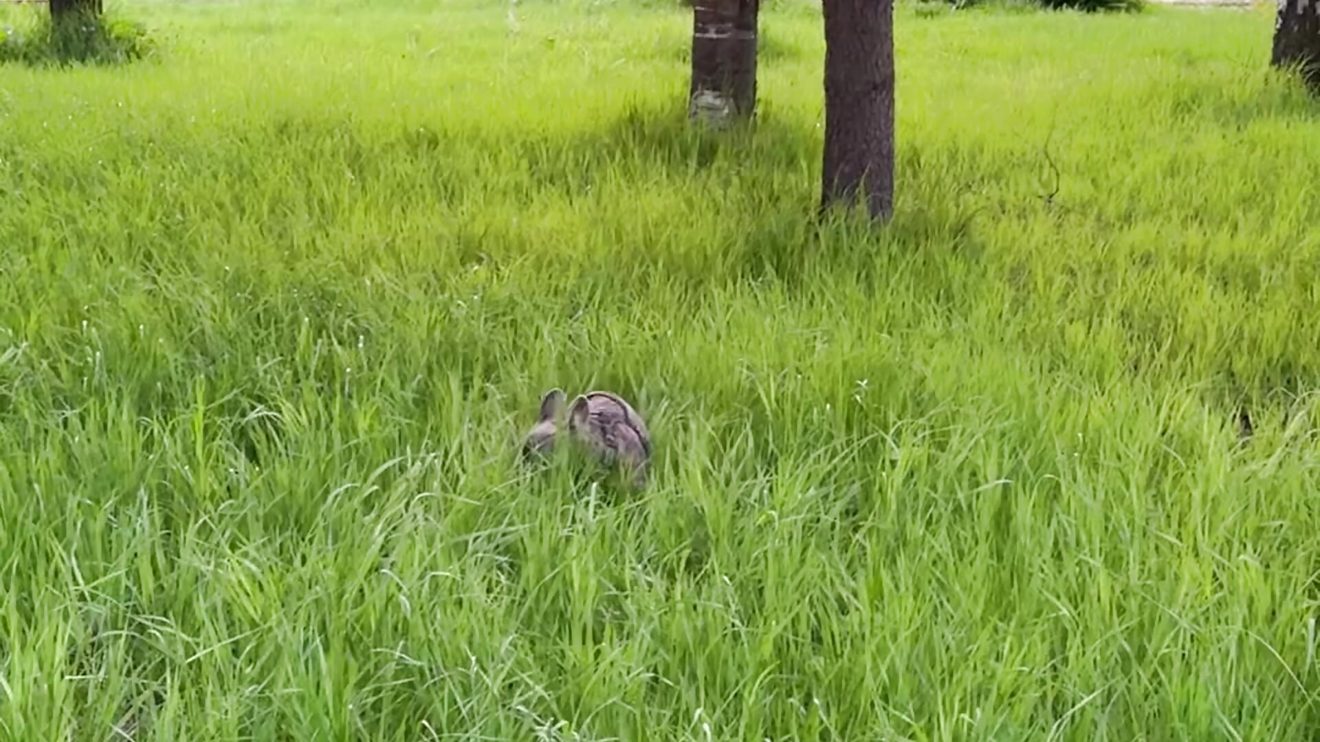 Aviators Park is now one of my favorite places for walks❤️ - video by Eva_Natsumi cam model