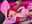 Anal 🍩 Camshow mit Ronny Rosetti - Video von Micky_Muffin Cam-Model