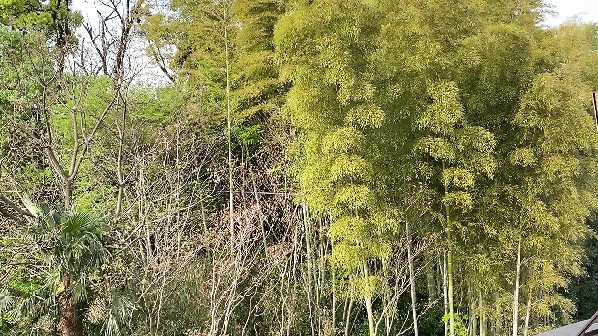 『ウグイス🦜』癒されるよー🩷－カメラキャストのmomochan88の動画