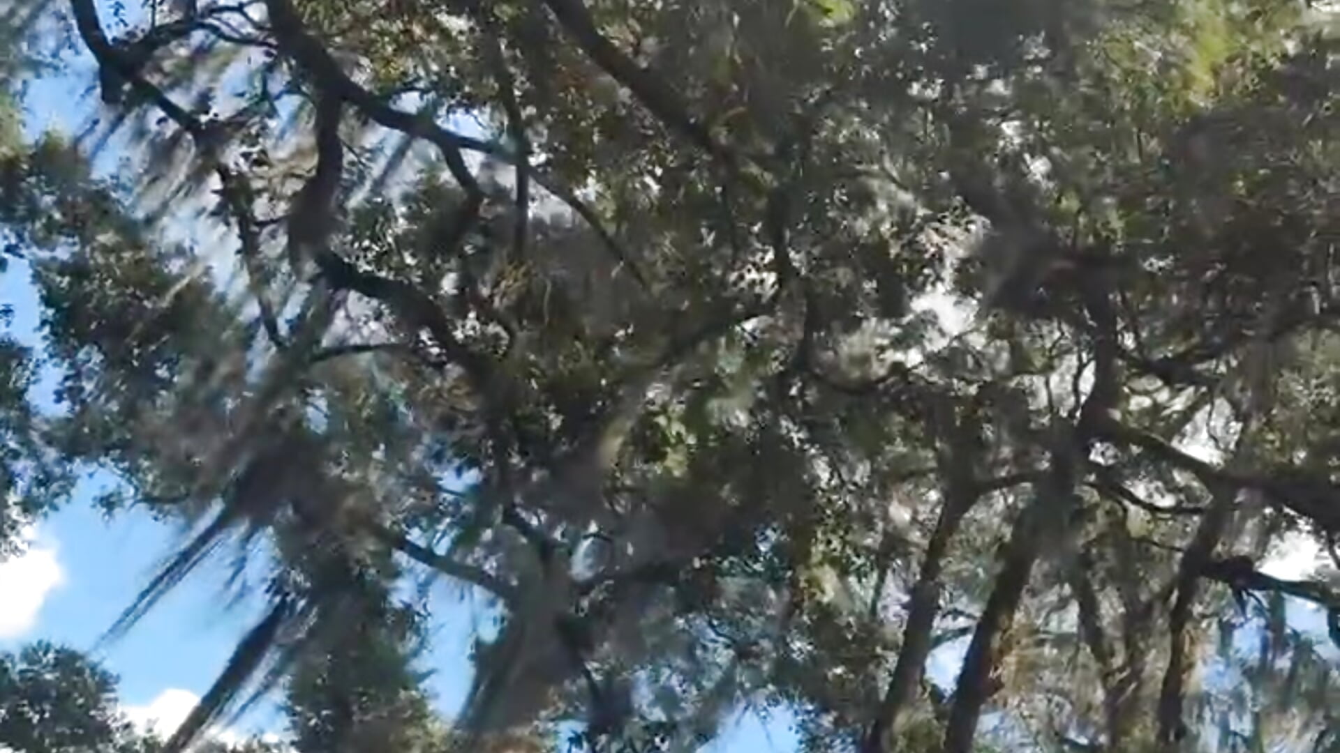 Stay beautiful ✌️ - video foreverzays kameramallilta