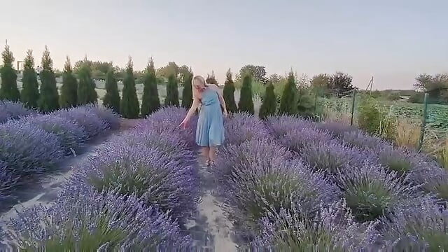 lavender