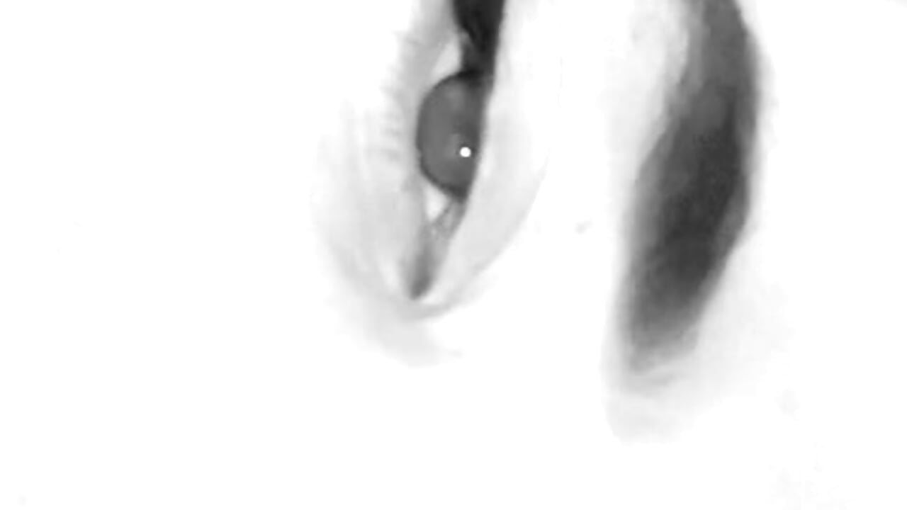 856e7ee1-5ead-419d-8555-0404f6a1a27d - video by Nylaahh_ cam model