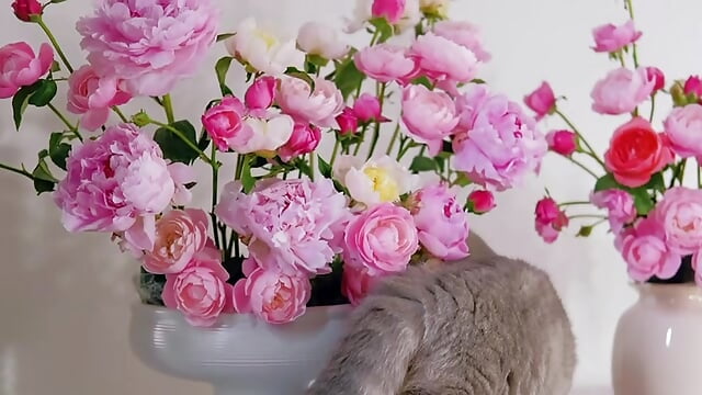 ...... - 視頻由 SpiderIily 主播提供