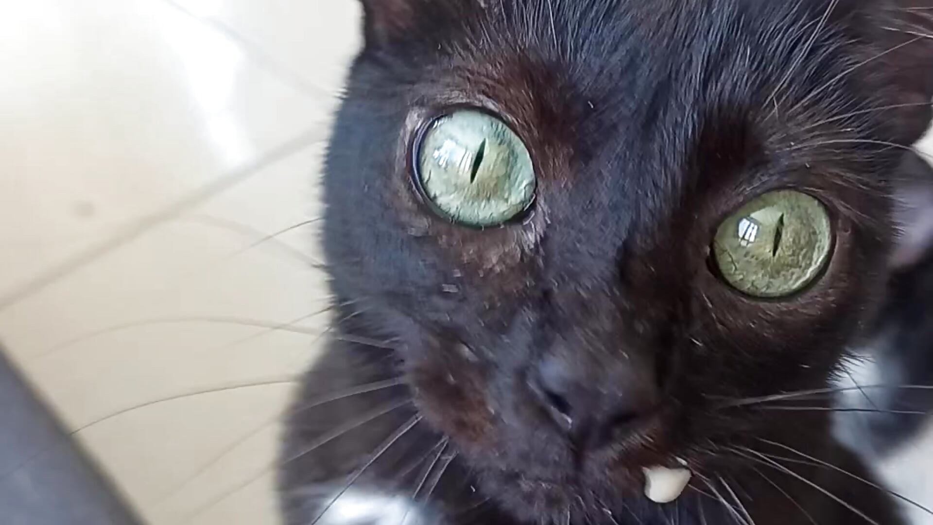 Cute Salem eating – video af ImSol