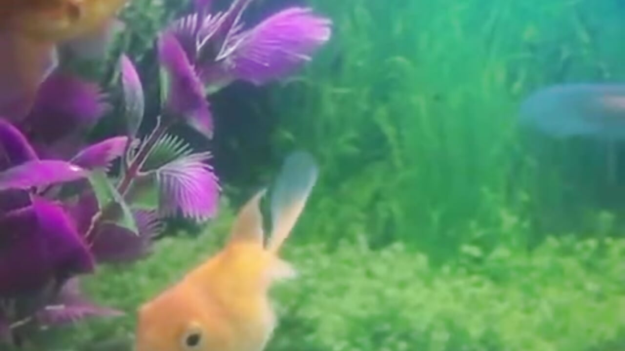 My fish 😍🤩😘 - video by luna_grans_777 cam model