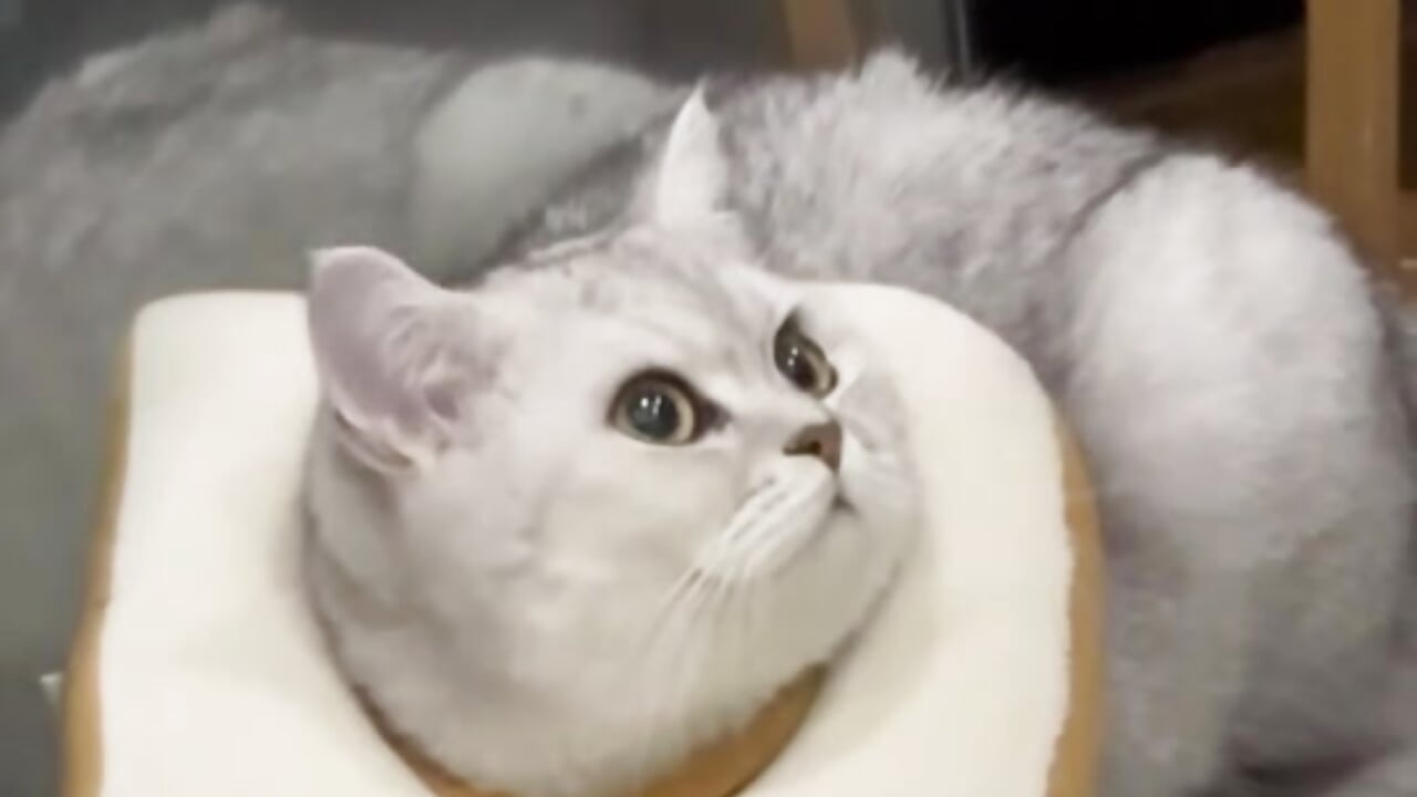 mmexport1710687550796 - vídeo de la modelo de cam liu195874