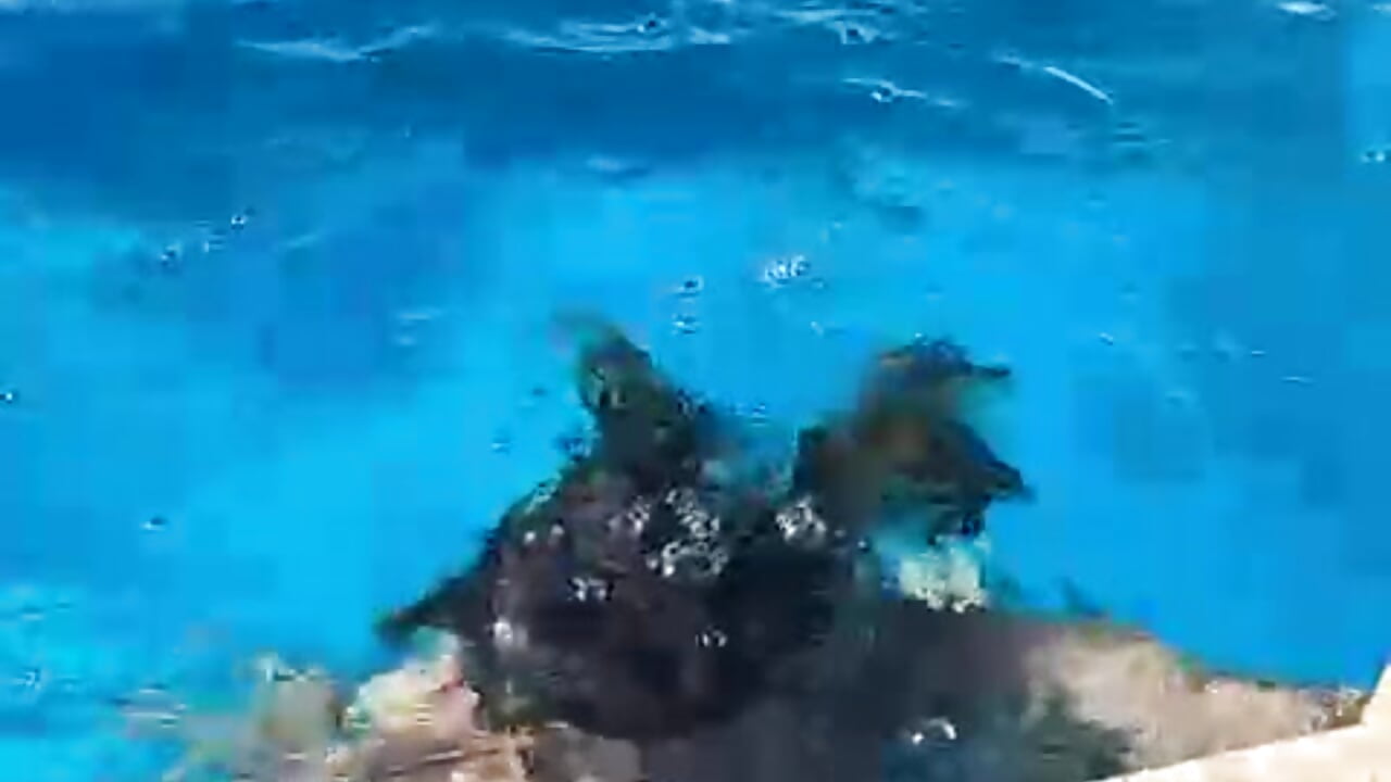 Pool - betsaida2613vip主播的视频