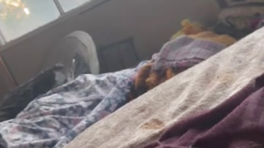 short cum - video by hairyhulk cam model