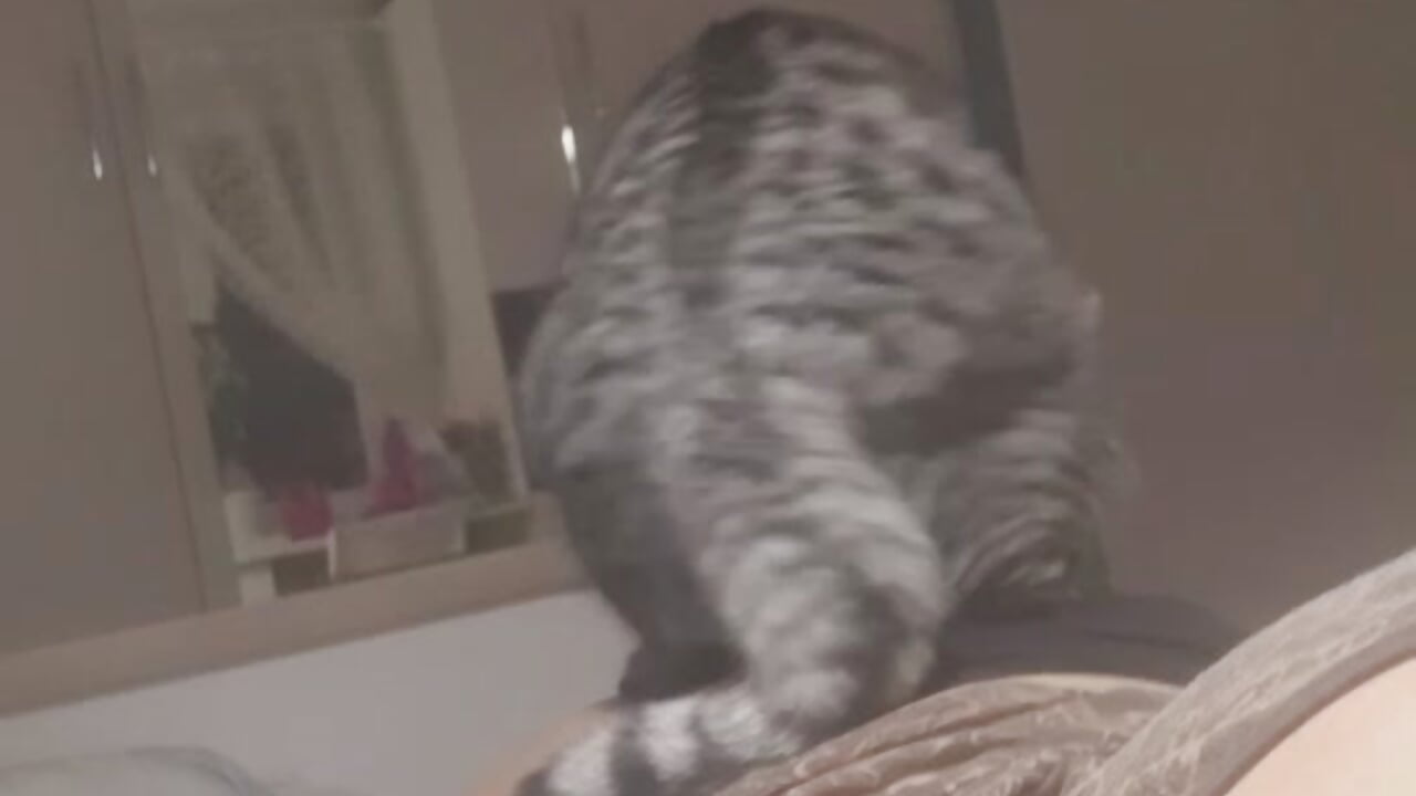 My 🐱❤ - video by Baiser-chan cam model