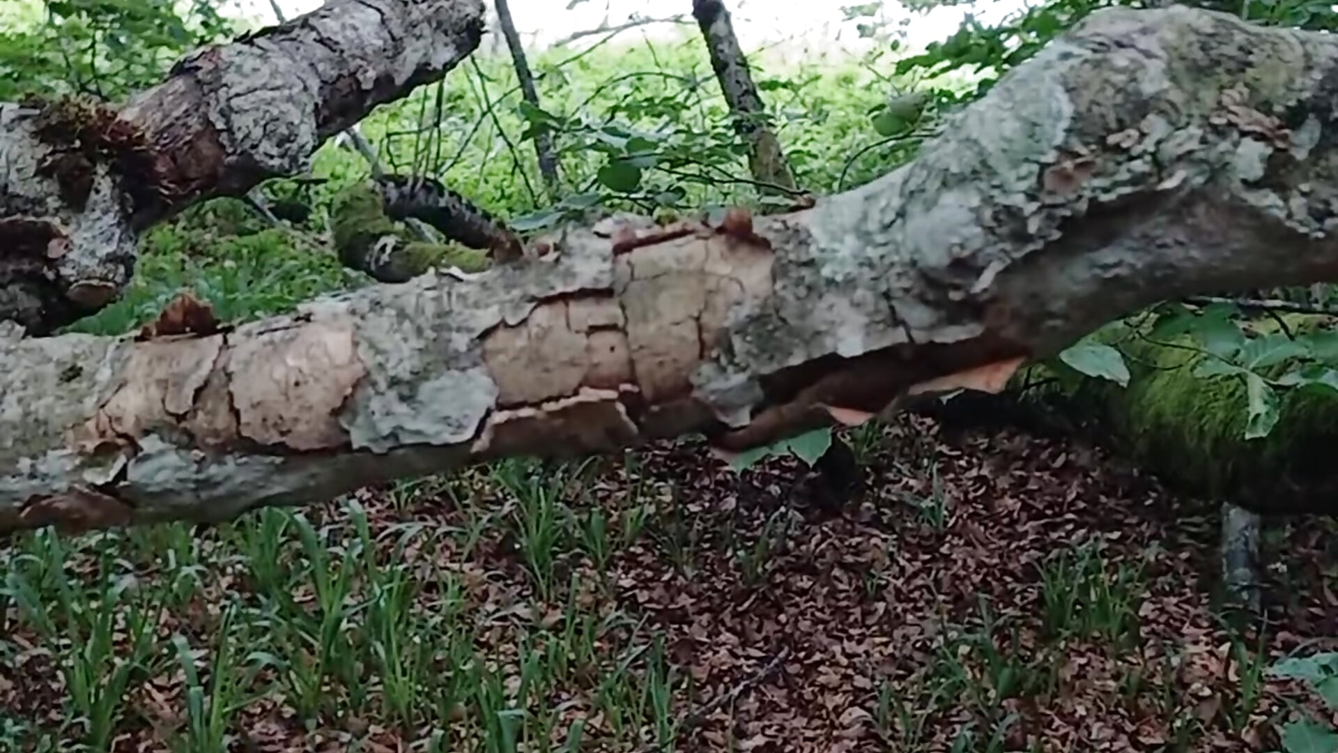 Branle éjacules au bord de la route - video di claudeperver68 modella di cam