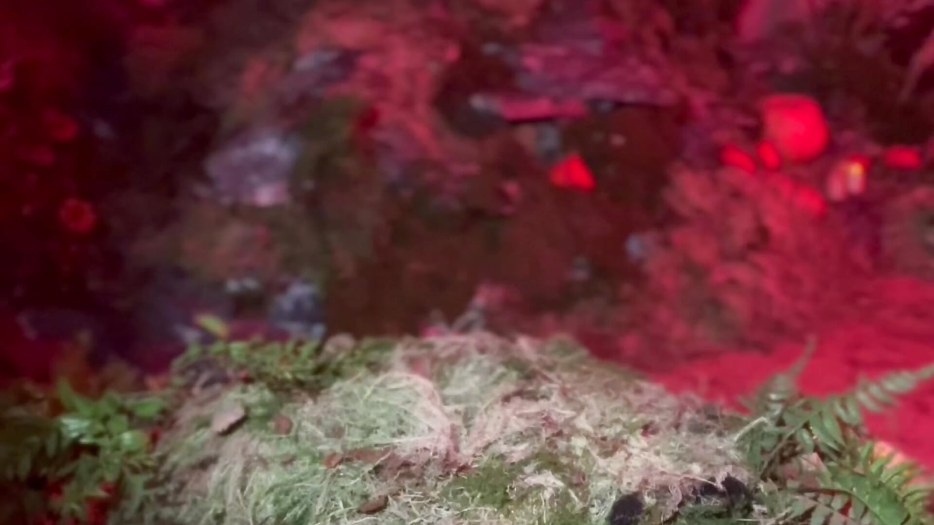 Halloween Scarlet Witch - Dark_Lucious 캠 모델의 동영상