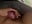 Cum - video by Misaki2007 cam model