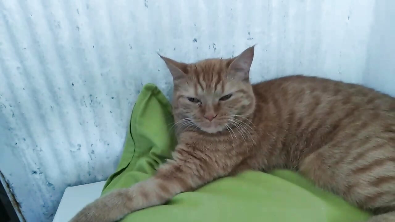 whats a beautifyl pussycat ♥ :D <3 - video by AstiDream cam model