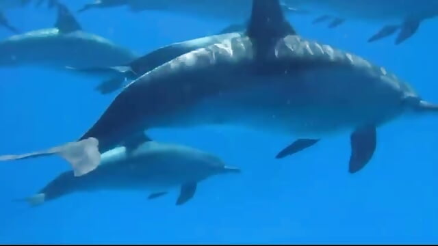 Viaggiare - video od modelky/modela LordRocco69