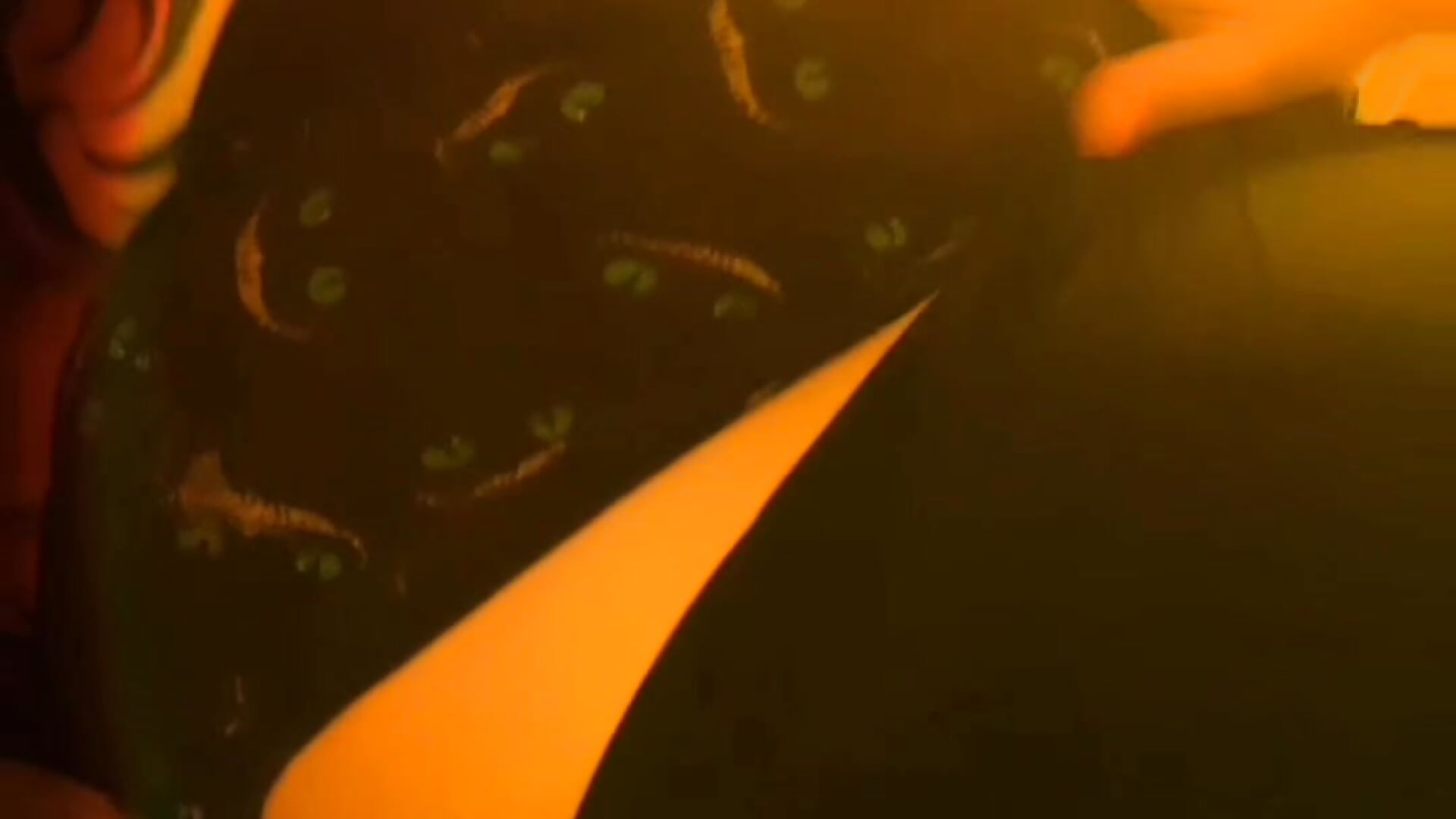 DM FOR PVT ADD ME IN FAV - vidéo du modèle de showcams LadyRochester