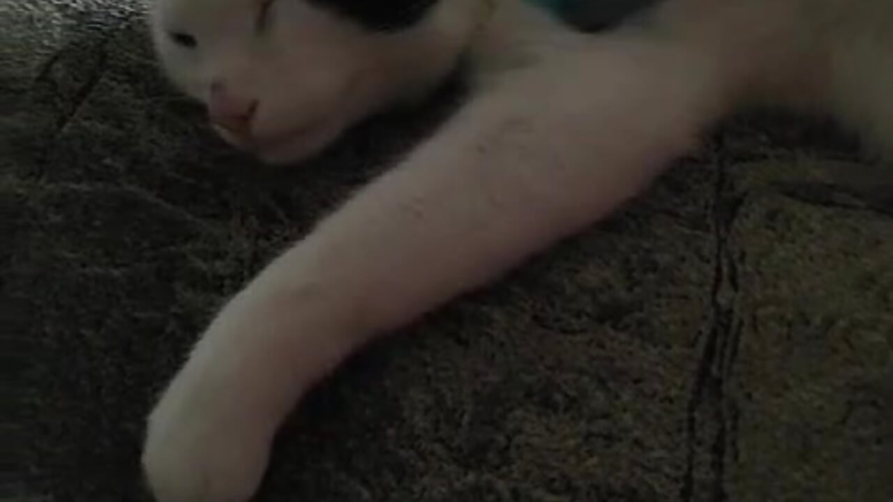 Pussy massage - video by Artemon_88 cam model