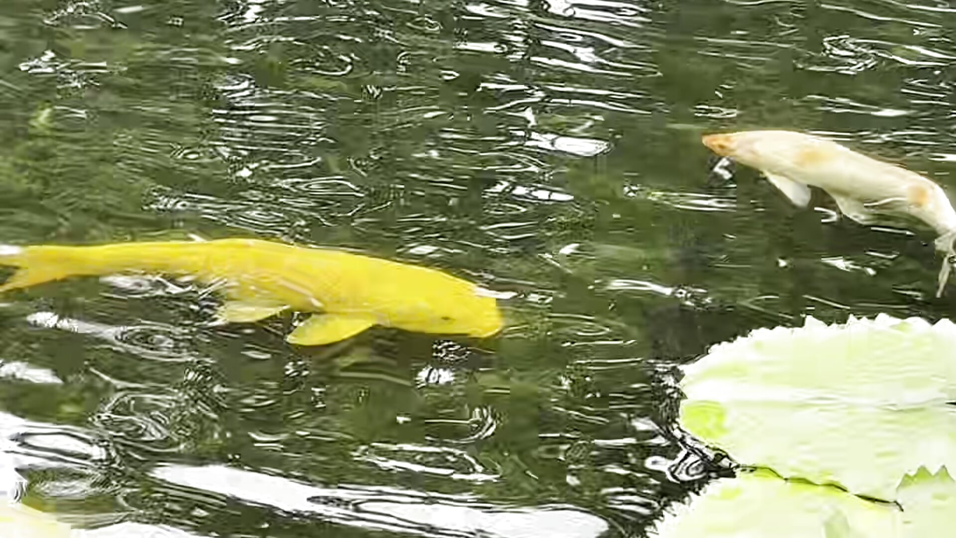 Time for rest and relax - 視頻由 AnnaRichmond 主播提供