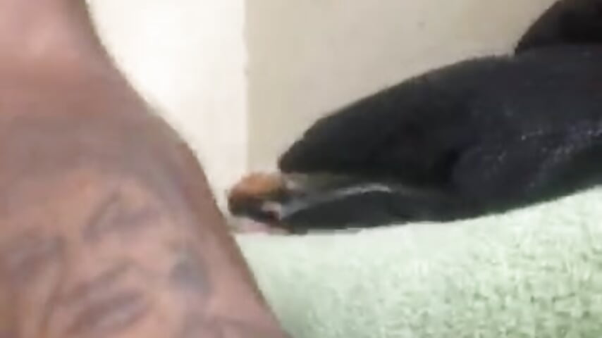 76833434425__A5CD651E-6DFE-429A-A26D-E8AEFA46F57A - video by realGsign cam model