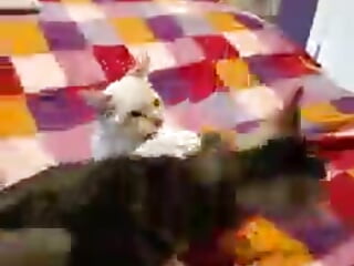 My two boy cars wrestling, good laughs - video by crazycatcass cam model