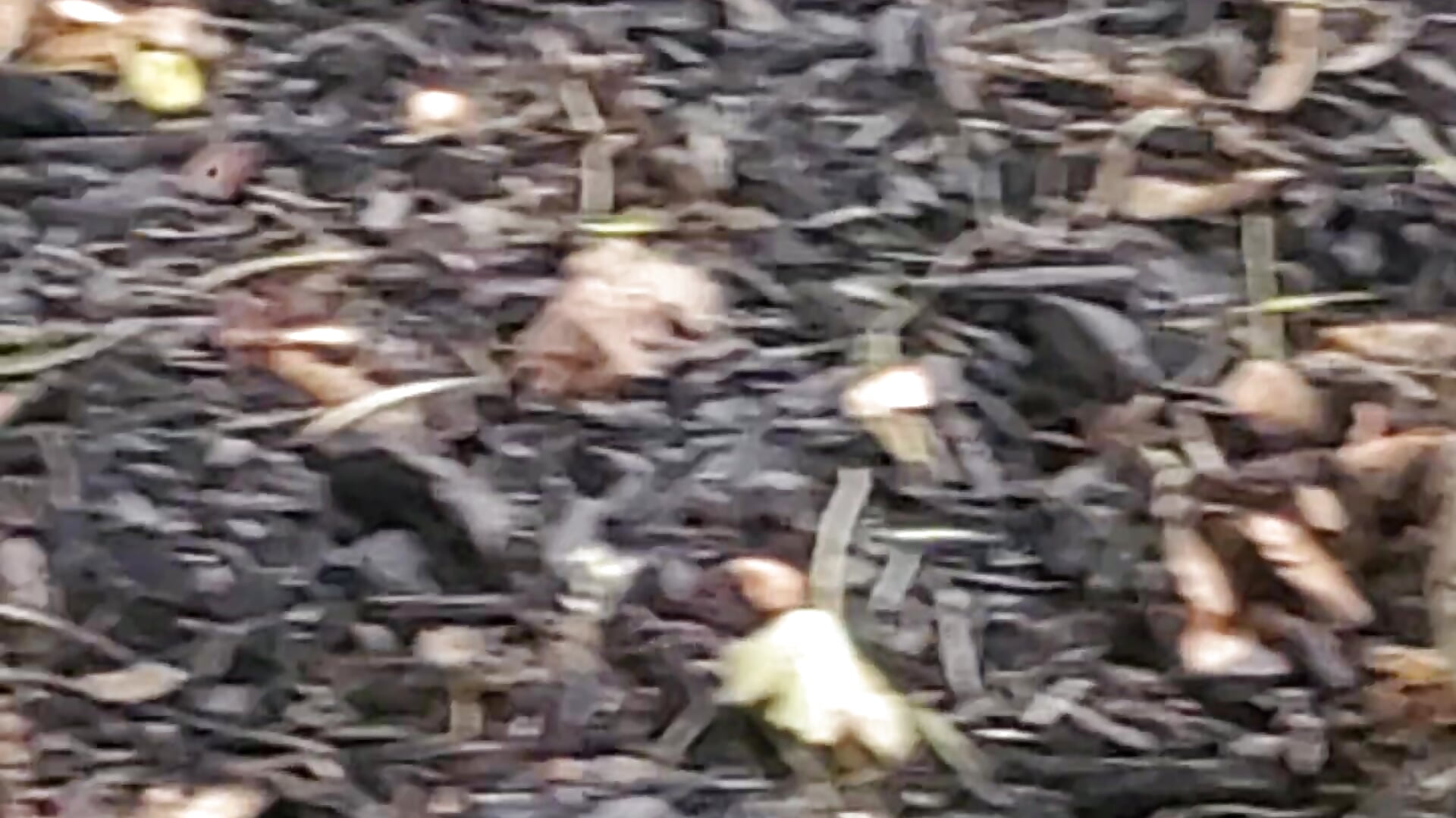 Mushrooms that look like cocks - video by crazycatcass cam model