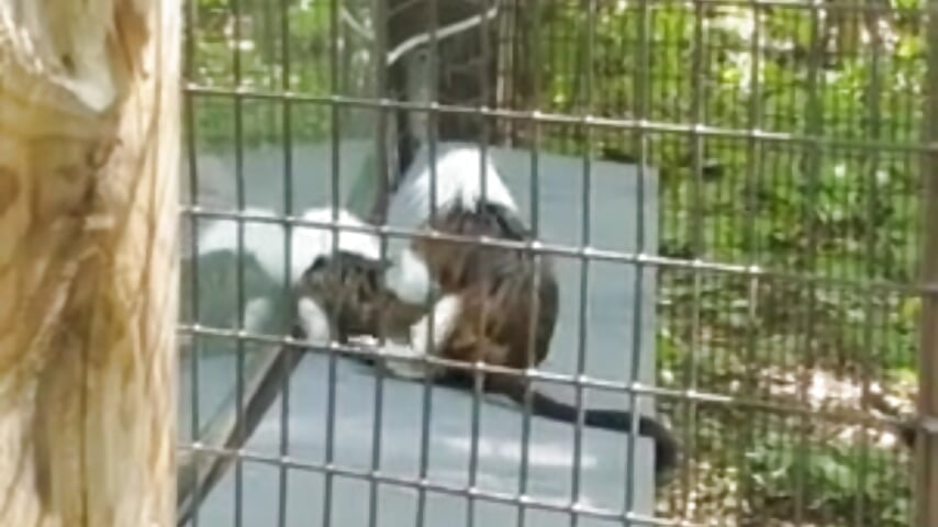 Monkeys at zoo showing fun sex - video by crazycatcass cam model