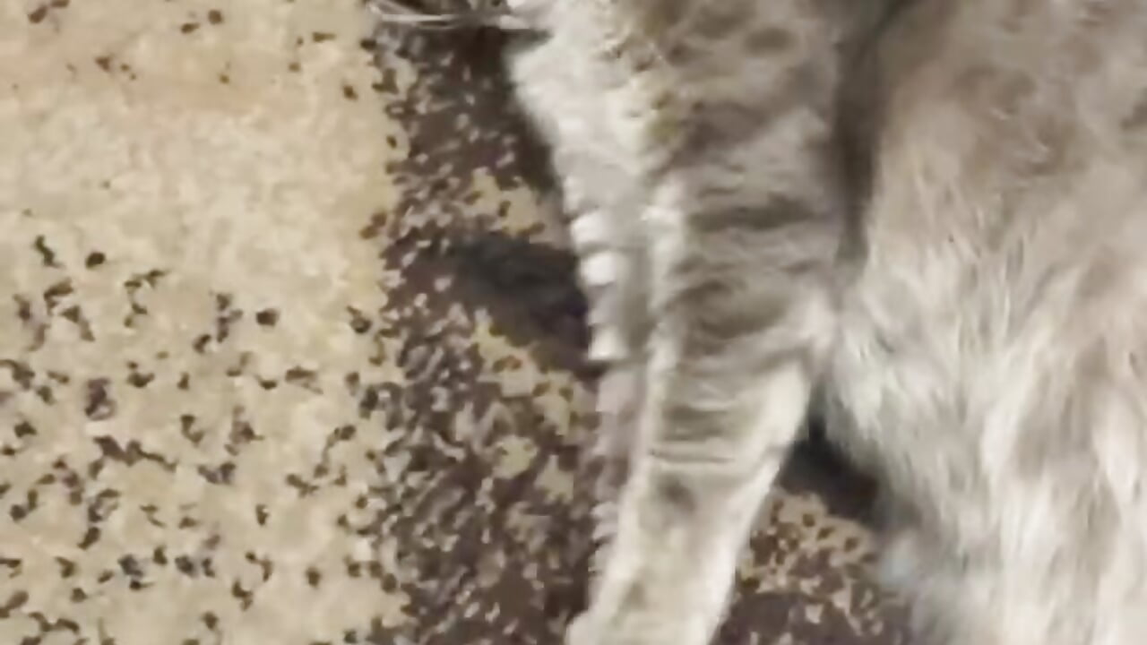 my cat ) - video by Raven_GF cam model