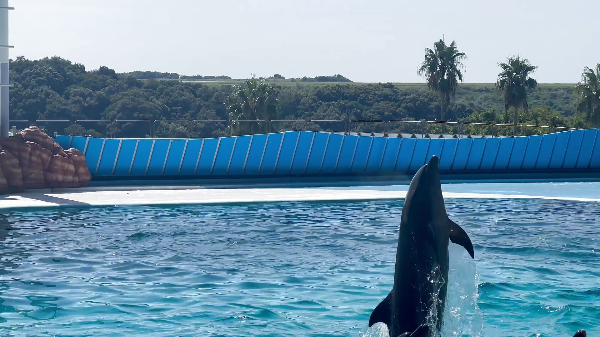 🐬🐬🐬🩵