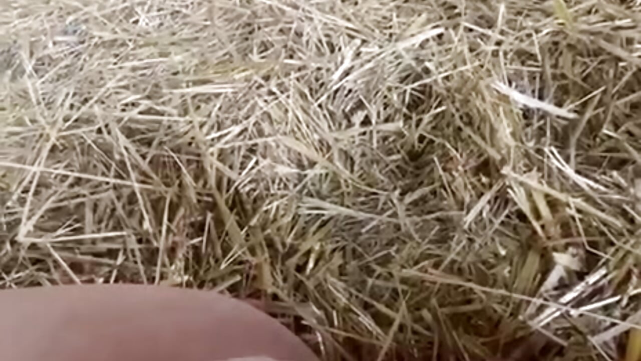 ✨SOLO - SQUIRT🌽💦 - video by queenlo_xxx cam model