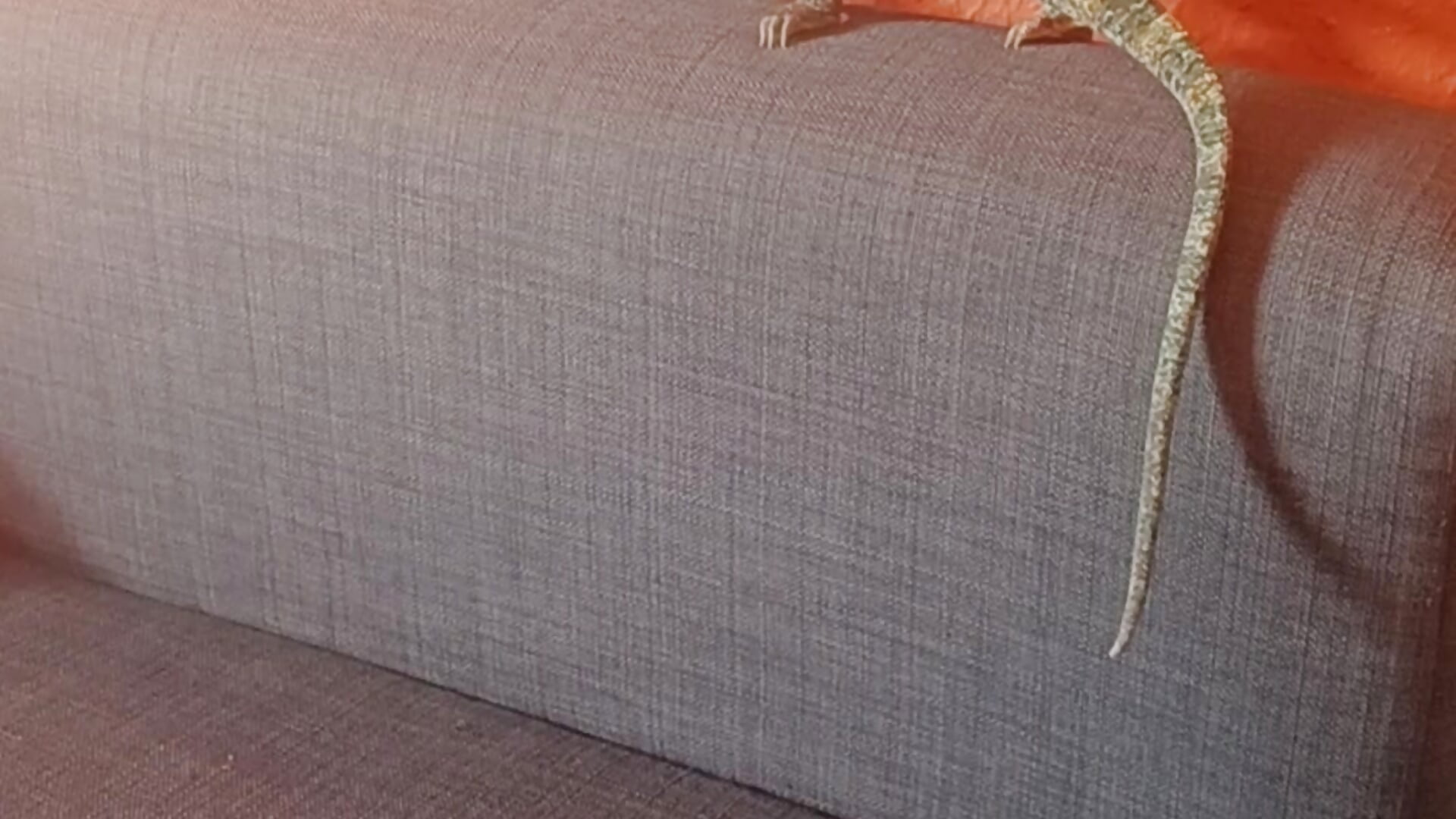 20230114_133321 - відео від вебкаммоделі polishm