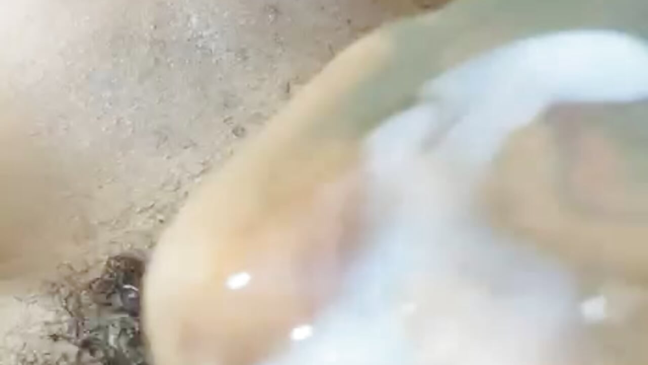 Your milk bb