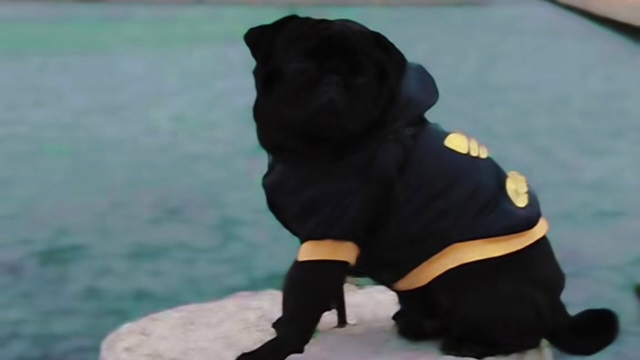 My dogs Me - video by Nikolaiyy cam model