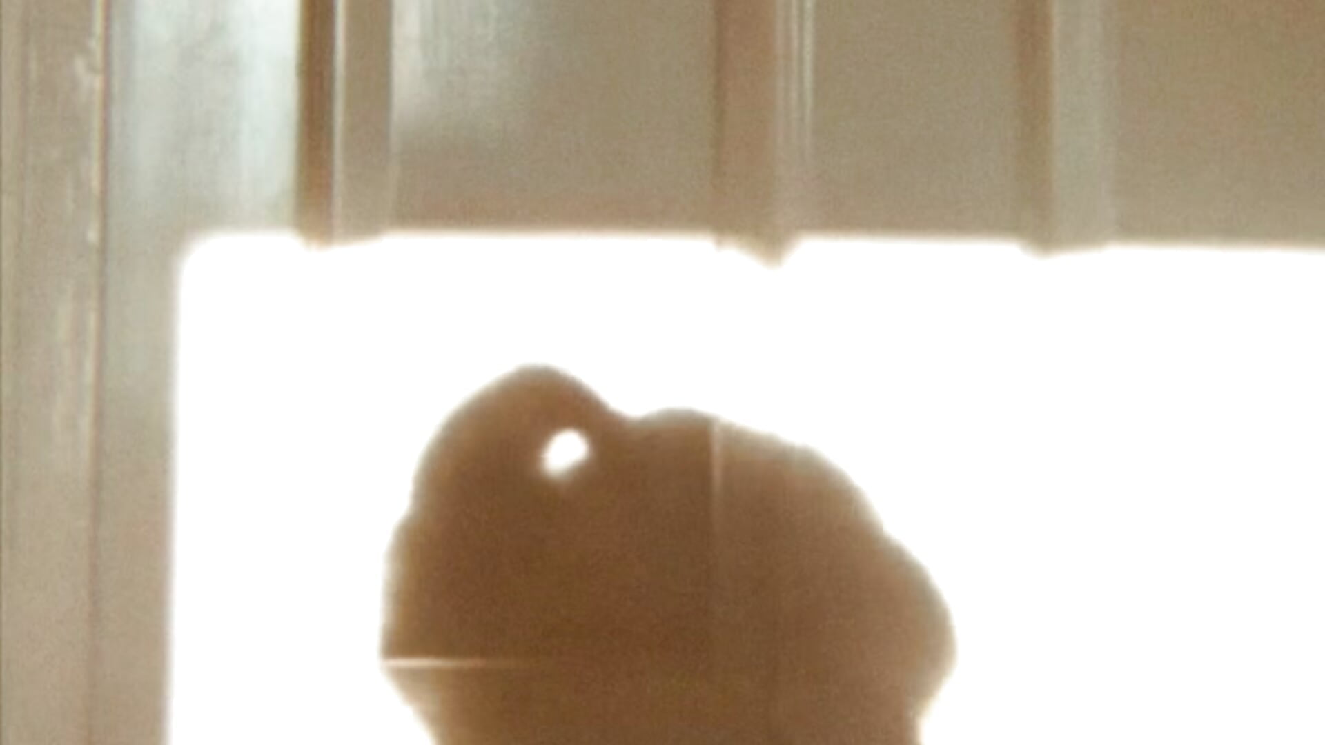 Shadow play