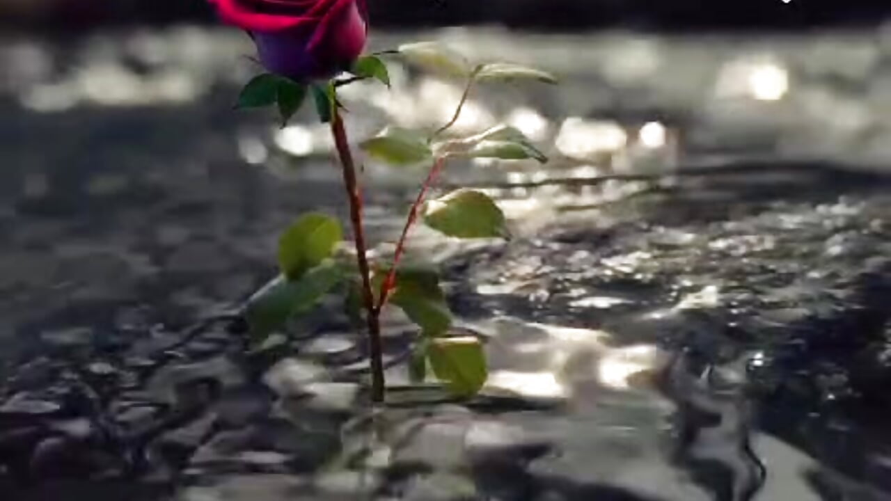 VID-20240711-WA0000 - 3asaliyaa54 adlı kamera modelinin videosu