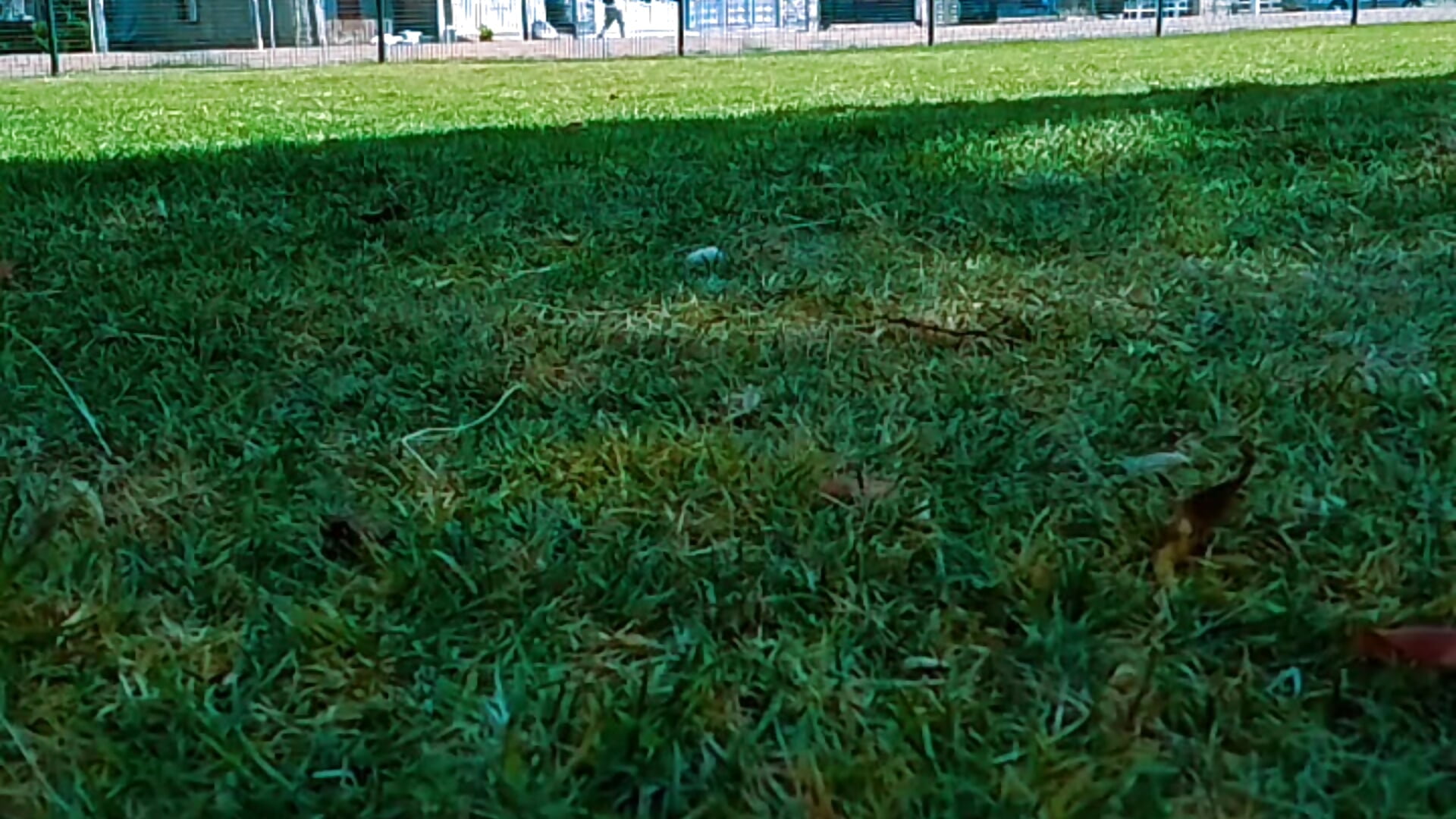 2024-09-12-095634195 - video by squilinho21 cam model