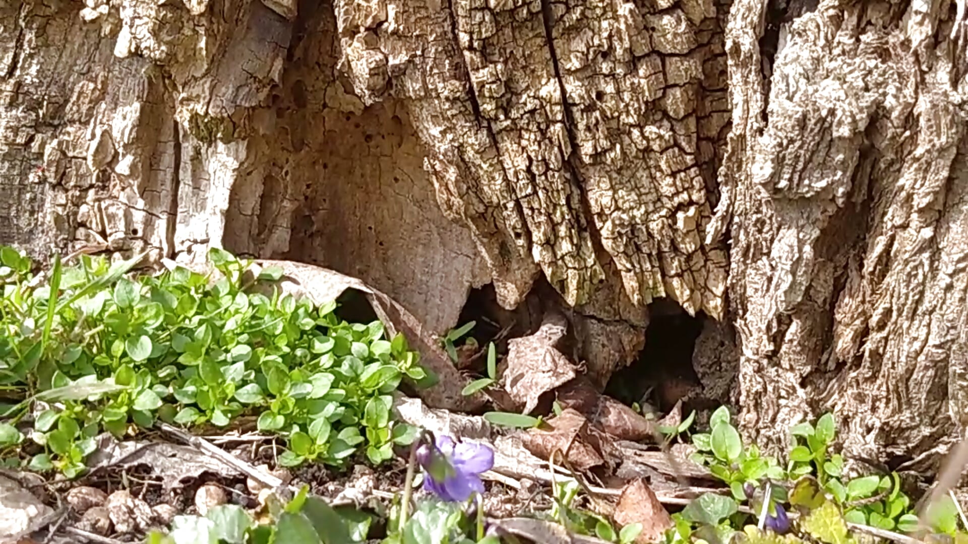 A tree with no future. - Video von __MaryLee__ Cam-Model