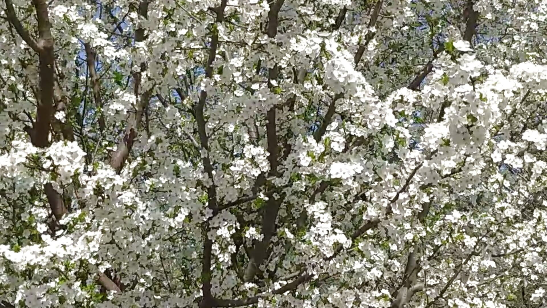 Live tree - Video von __MaryLee__ Cam-Model