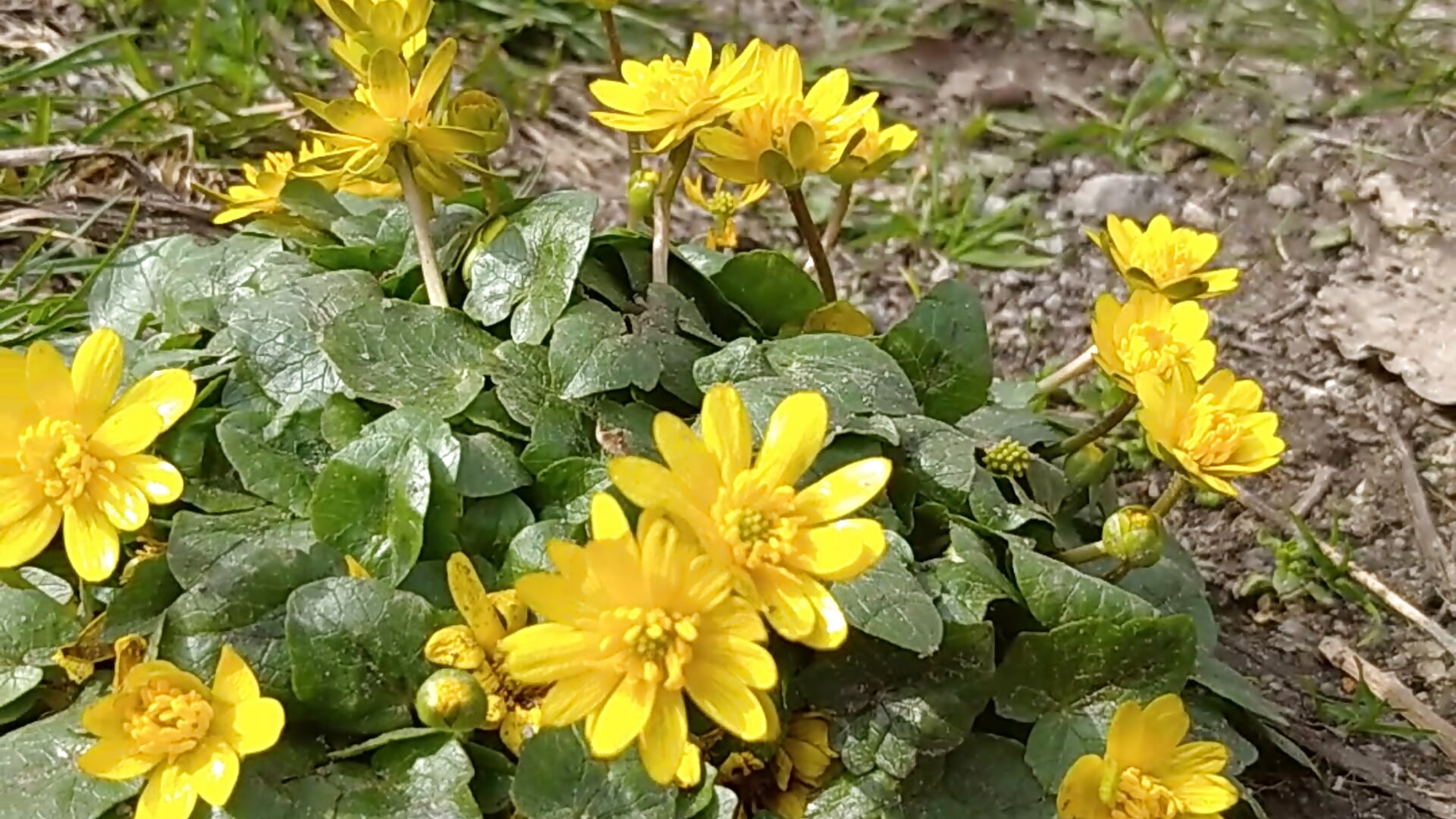 Spring - Video von __MaryLee__ Cam-Model