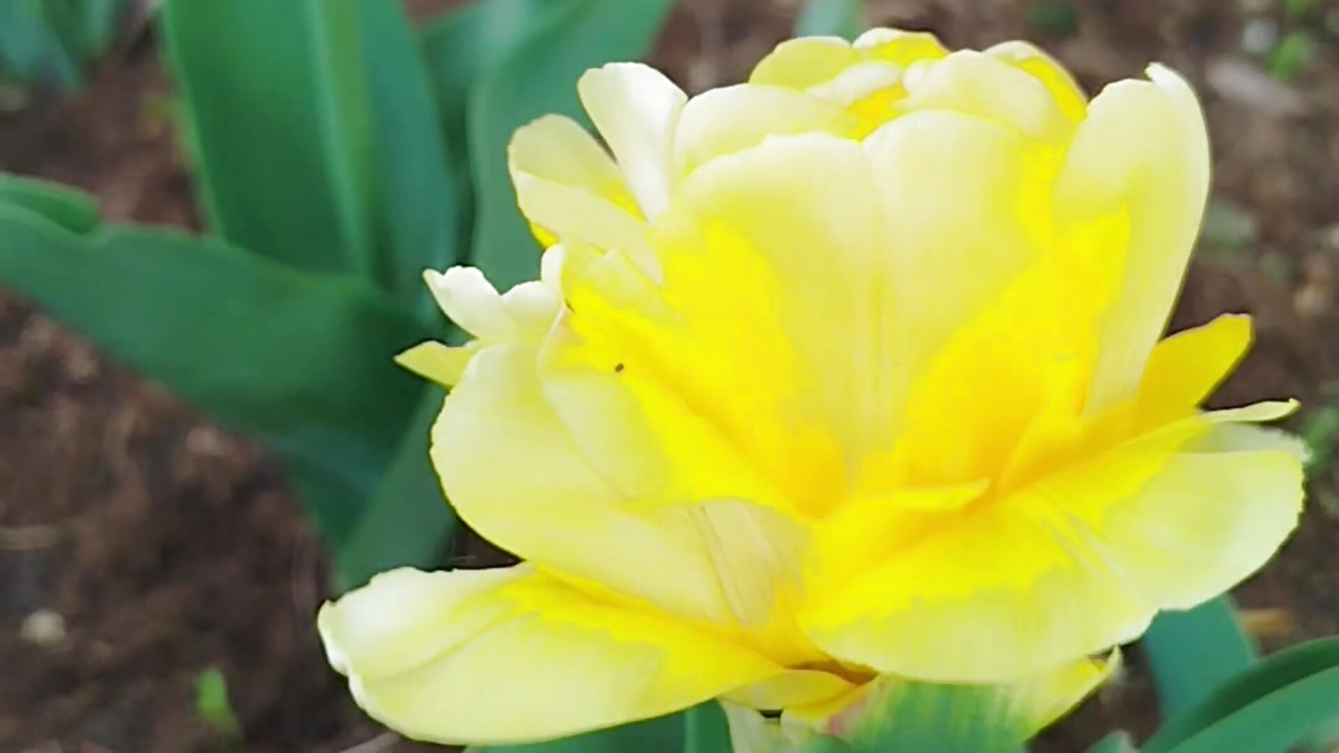 Set a goal: LIVE LOVE and subordinate your entire life to that goal. - Video von __MaryLee__ Cam-Model