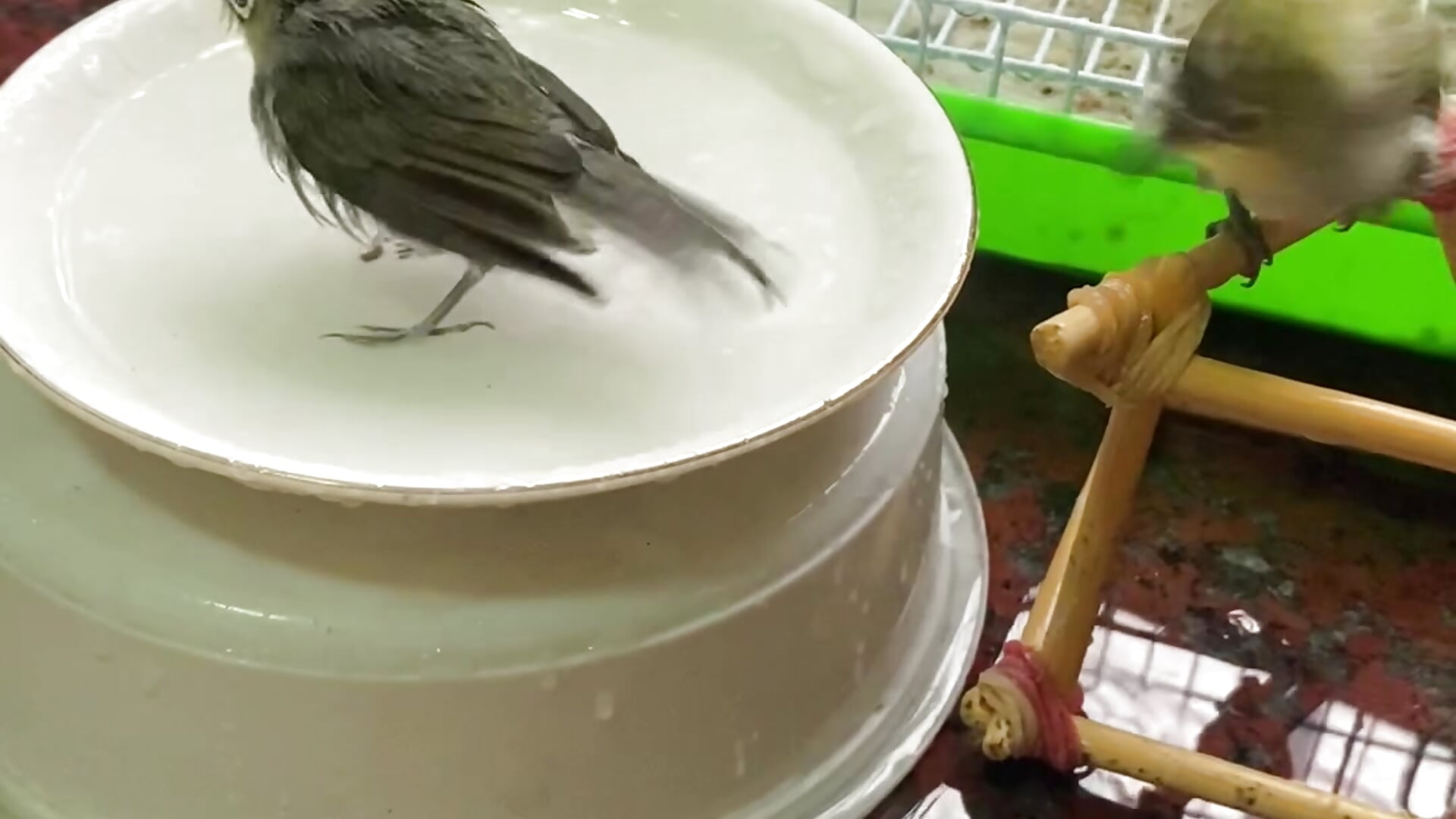 鳥鳥🐦 - video by ZYN__0322 cam model