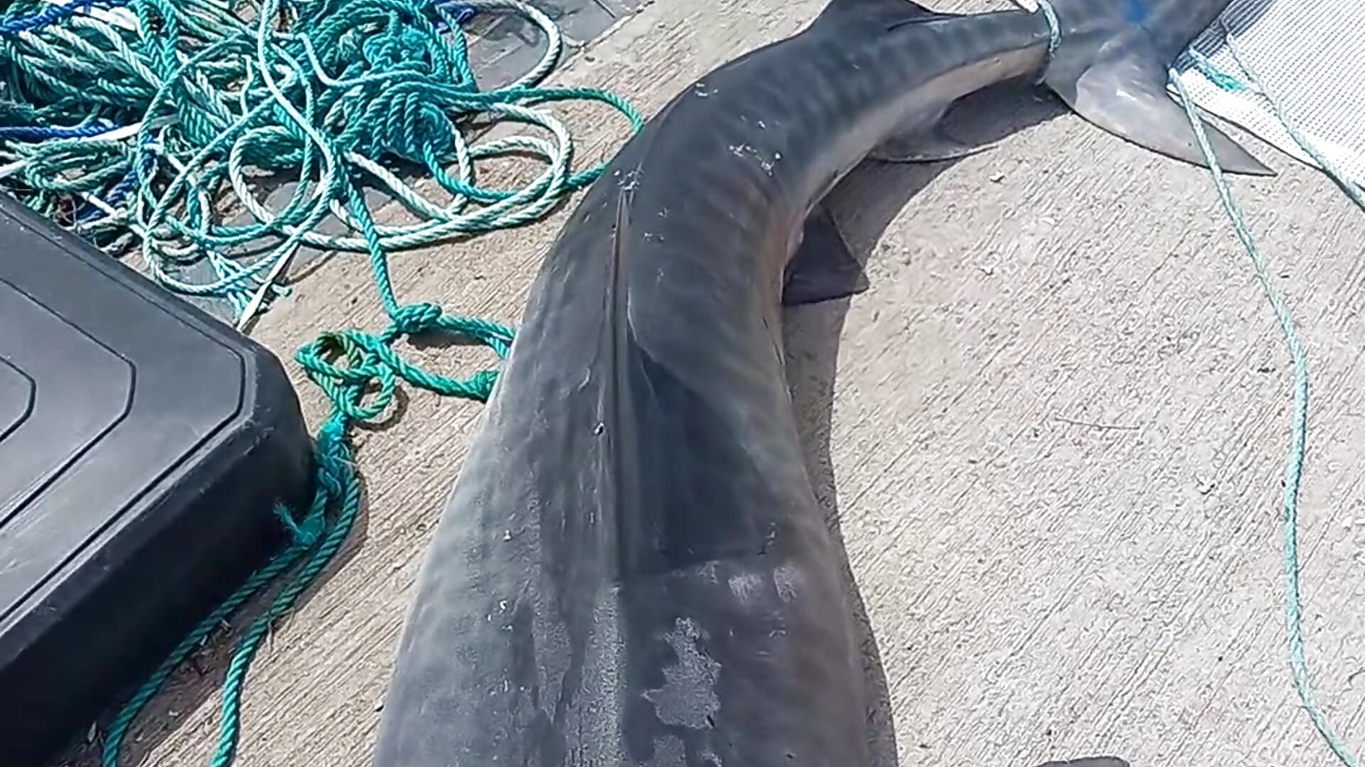 20230814_102330 - vidéo du modèle de showcams gwadaa9