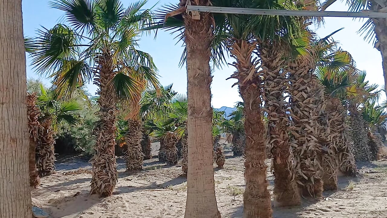 My farm - vidéo du modèle de showcams bigraski1976