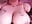 💖💖💖🍆🔥 - Romayssae_Ali-Arabic 的视频