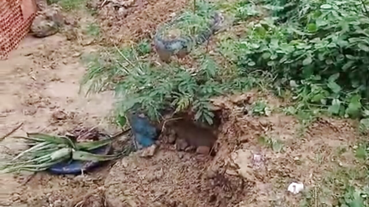 The work has already begun; my house is being flooded to keep the water out when it rains heavily. I - video by Juan_Hotcaliemte cam model